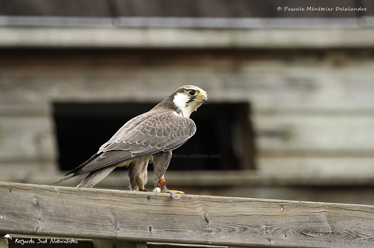 Faucon laggar - Falco jugger - Laggar Falcon