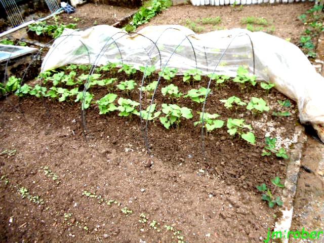 jardinage en Mai , 15,16 et 17 jours Fruits alors on plante......