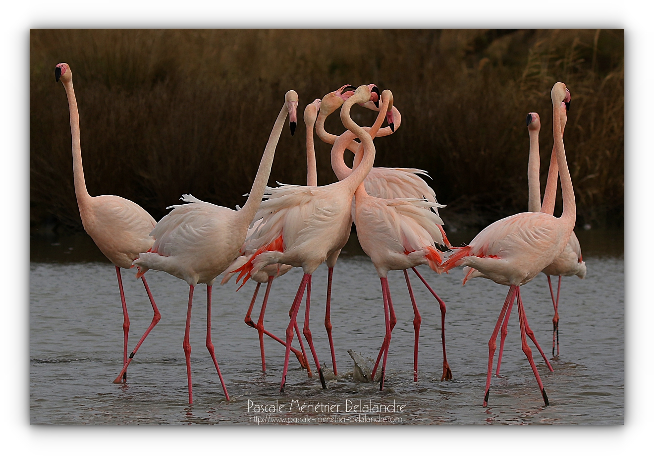 Flamants roses