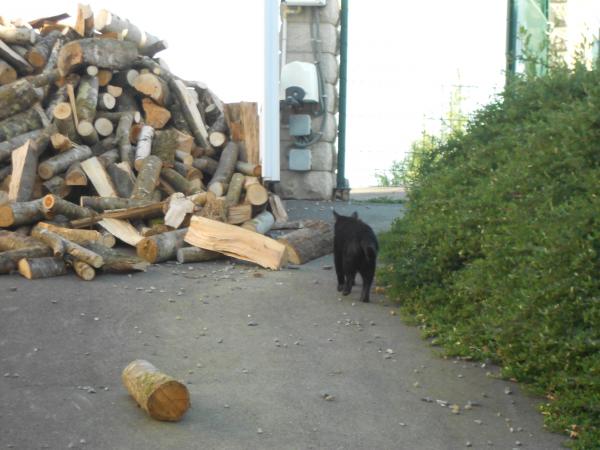 La semaine dernière avec mes puces (fin)