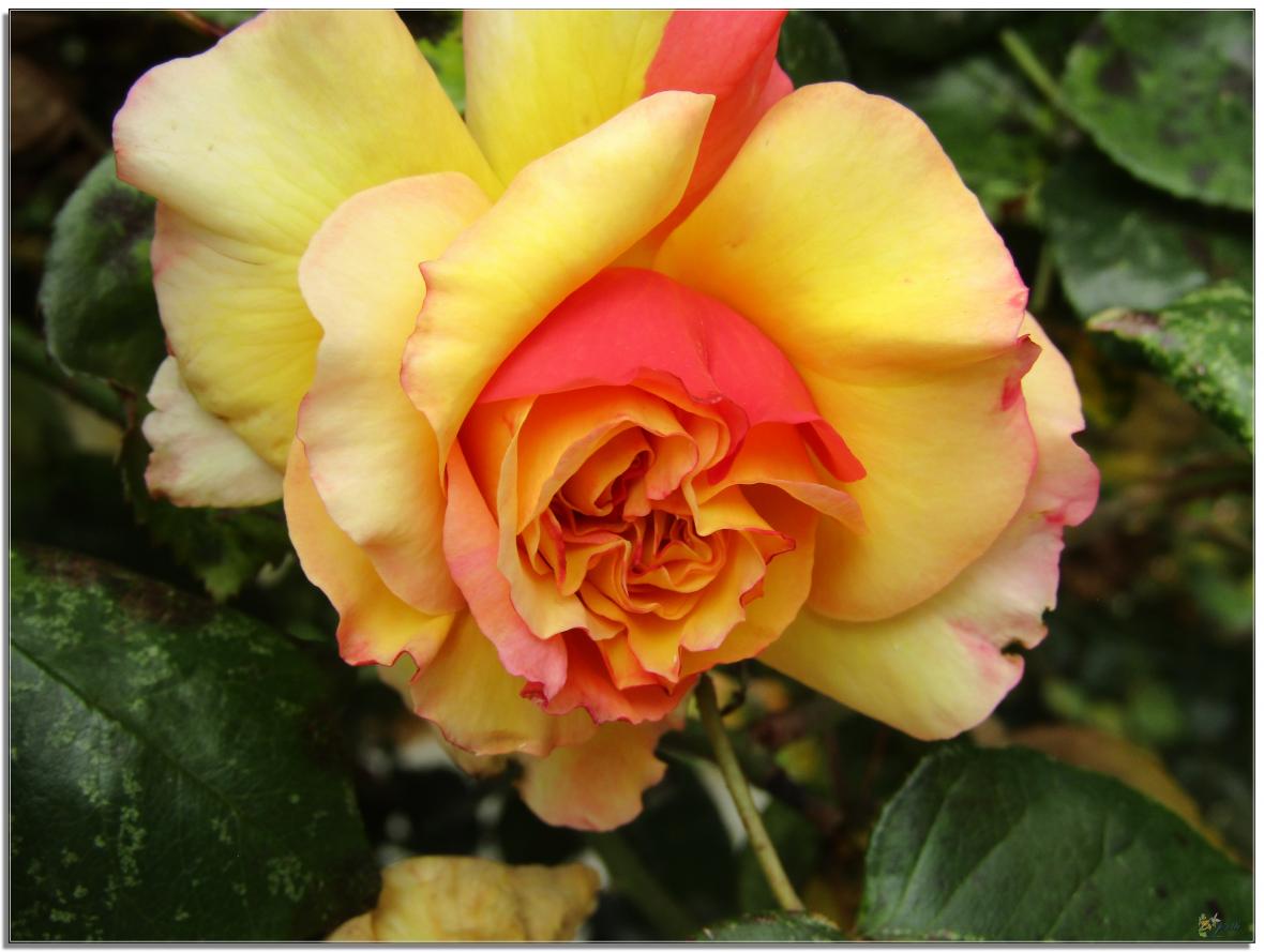 REVENONS AU JARDIN 