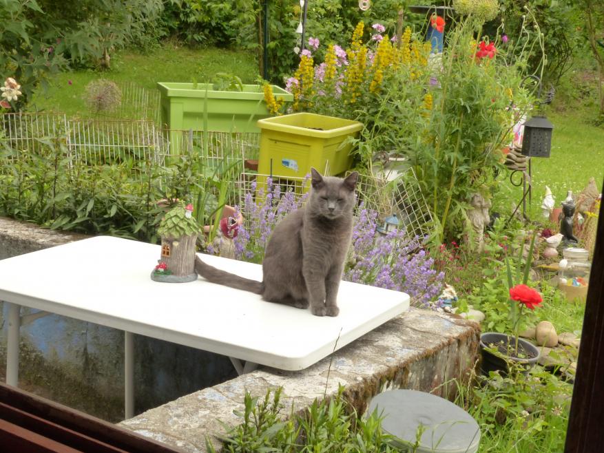 Le Moro Sphinx au jardin