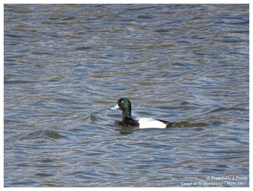 Canard Fuligule Milouinan