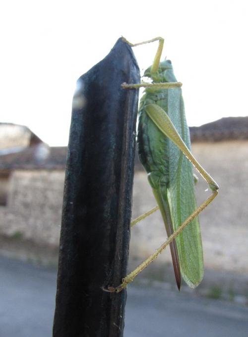 ... accroche toi Jiminy...