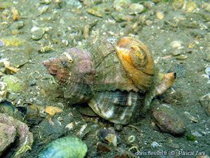 Escargots de mer