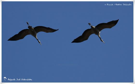 Grues cendrées