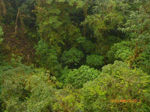 Au-dessus des arbres à SANTA ELENA