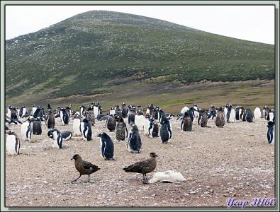 Le repas des Labbes (Skuas) - Saunders Island - Falkland Islands, Iles Malouines, Islas Malvinas