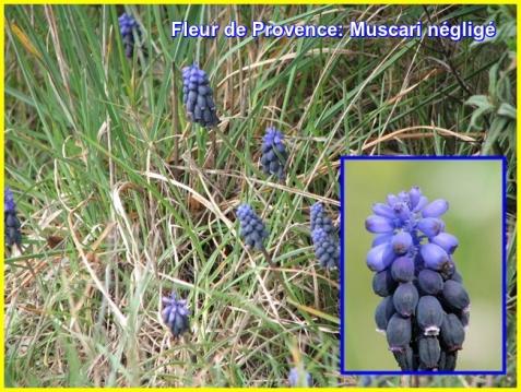 Fleurs Rares.