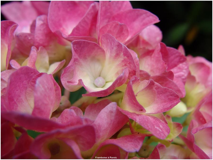 Hortensias du jardin 