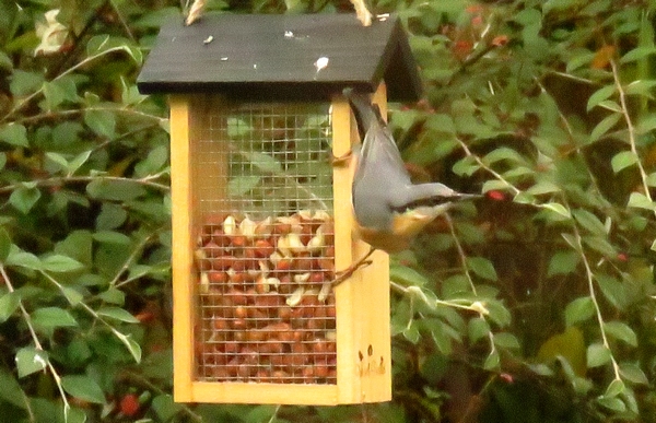 Dix-sept espèces d'oiseaux ont visité mon jardin durant l'hiver 2021-2022...