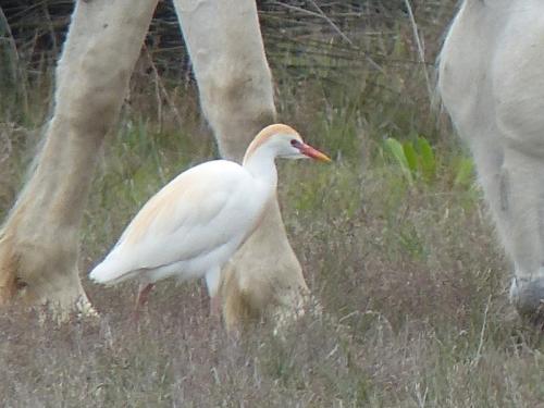 Oiseaux de Camargue