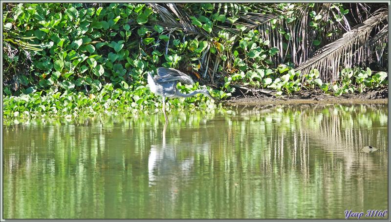 Départ pour une marche dans la forêt, impénétrable hors sentier, vers la Pointe Ramasse-tout et la plage d'Anse Cimetière - Ile Silhouette - Seychelles