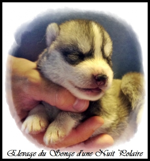 Chiot Husky Mâle (10j)