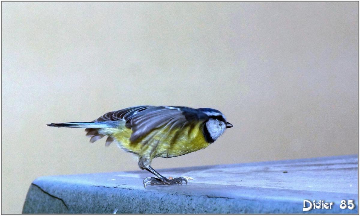 Mésange Bleue (3) - Cyanistes caeruleus
