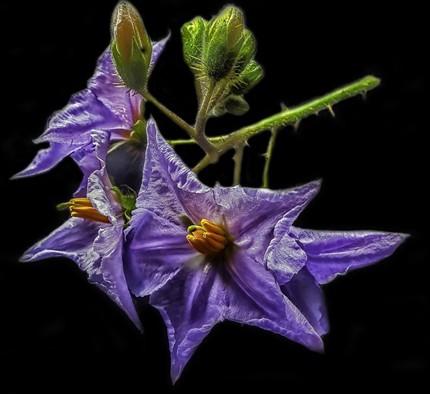 Fleurs cultivées : Morelle de Balbis