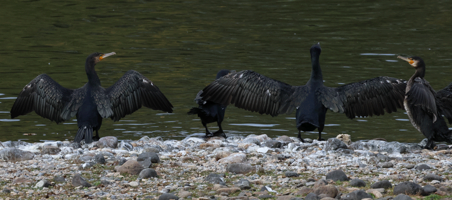 Quelques paires de "gif"