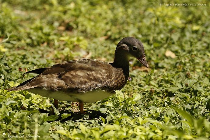 Canard mandarin ♀