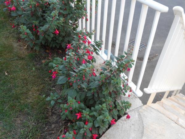 Un petit tour de jardin ... !!!