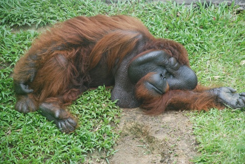 Jeudi 11 juillet : Orangs-outans et cascade