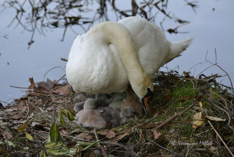 Lac Daumesnil : des petits cygnes voient le jour
