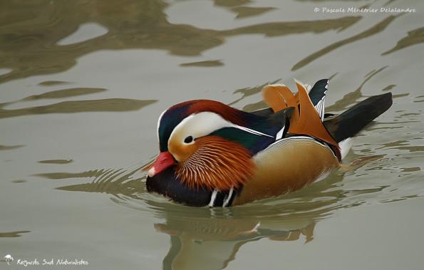 Canard mandarin 