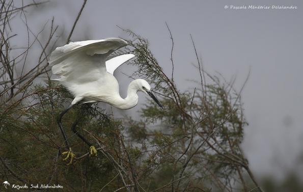 Aigrette garzette - Même pour un oiseau, l'équilibre n'est pas toujours une mince affaire !