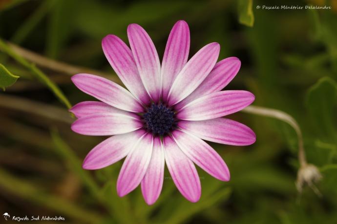 Osteospermum