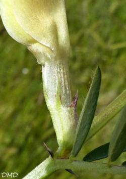 Vicia lutea  -  vesce jaune