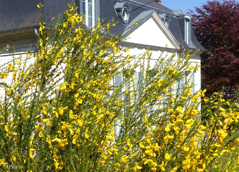 1er Mai, Fête confinée du Jardin des Plantes