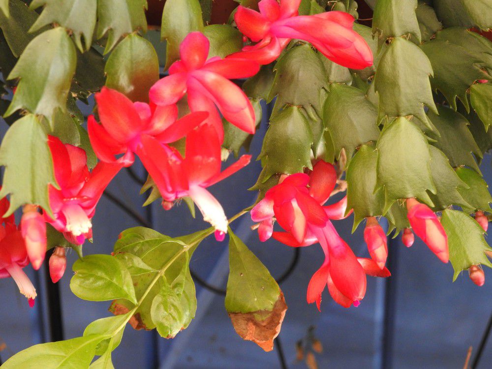 Mon cactus de Noël fleurit déjà...