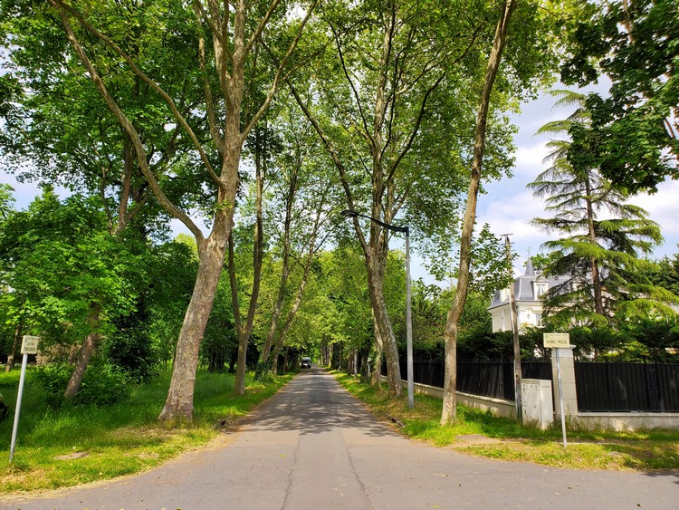Rue forestière