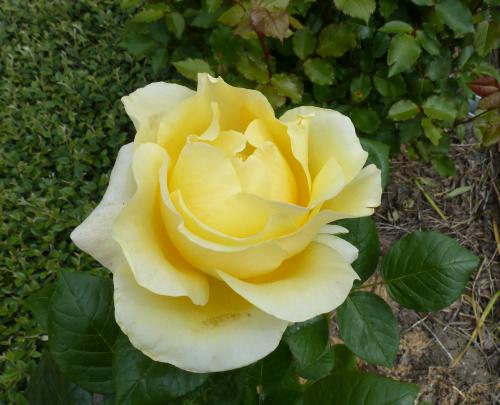 Iris et roses :