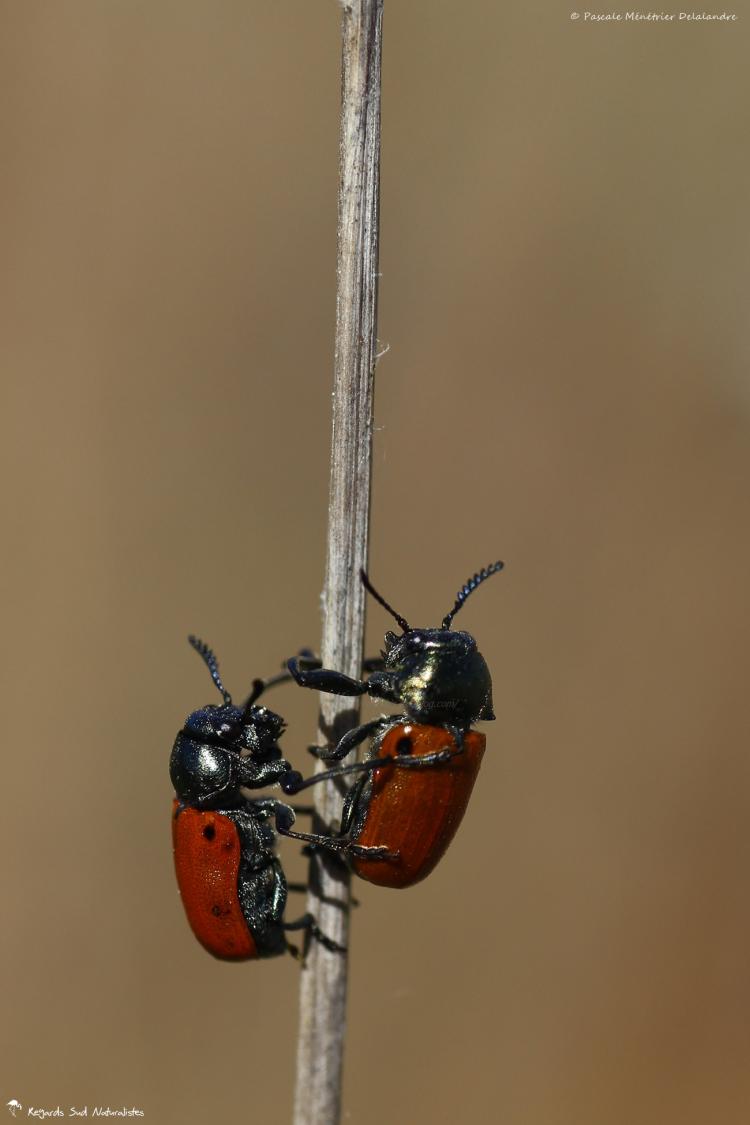 Labidostomis humeralis