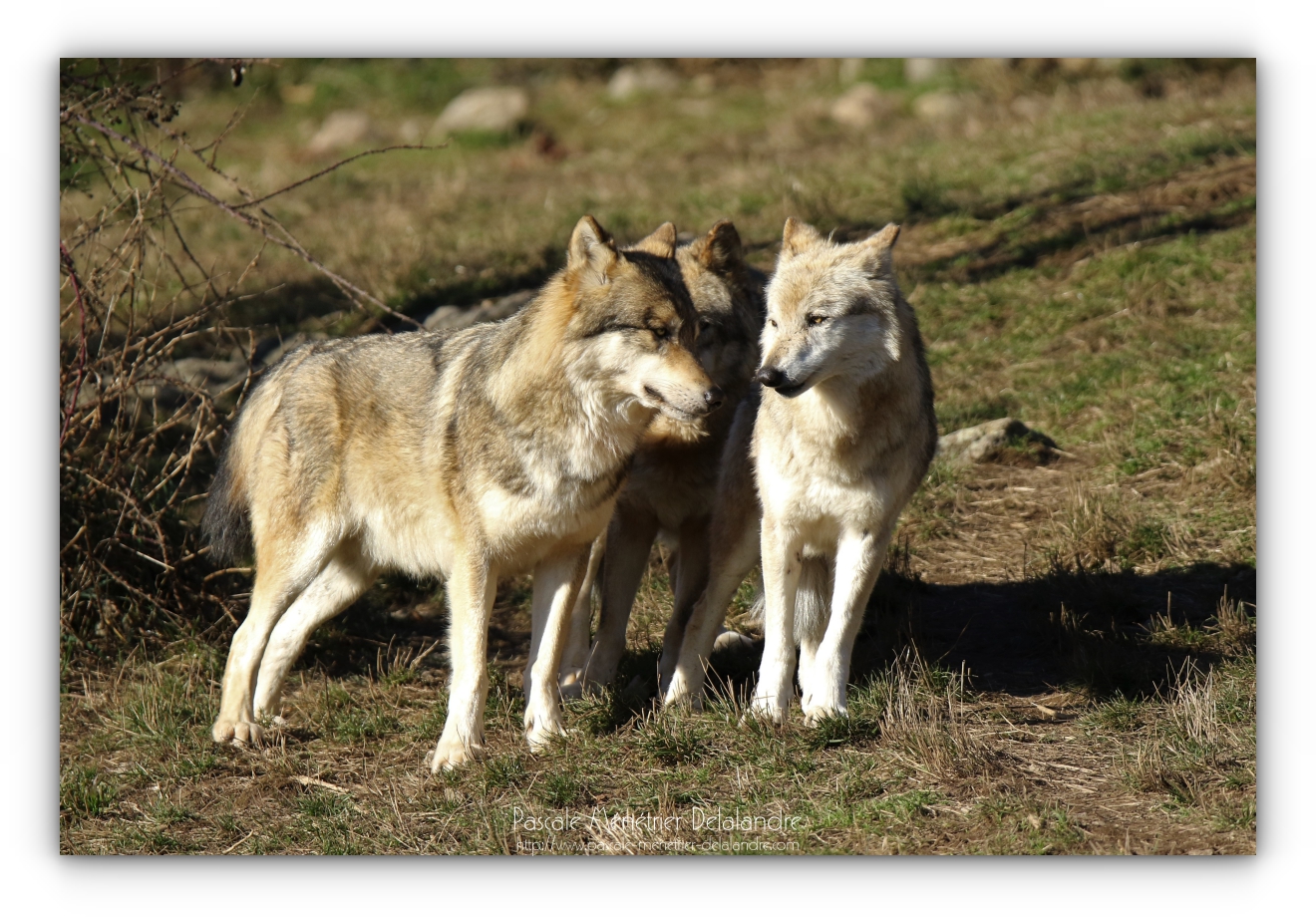 Les Loups de Sibérie et leur comportement social