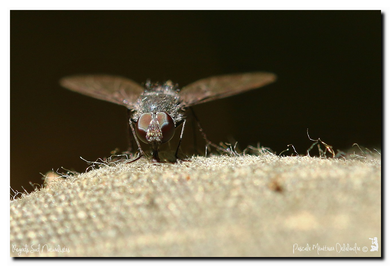 Anthrax trifasciatus (Bombyliidae)