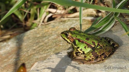 Nikon Coolpix P1000 (suite) Quelques photos