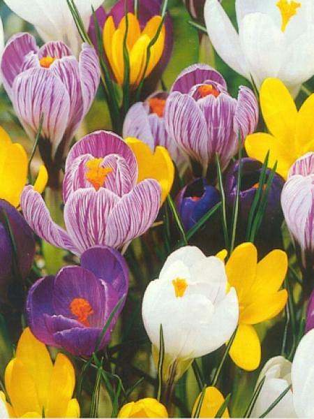 Fleurs cultivées : Crocus