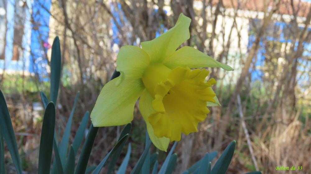les fleurs du moment