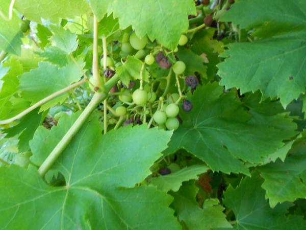La vigne en Bretagne ... !!!