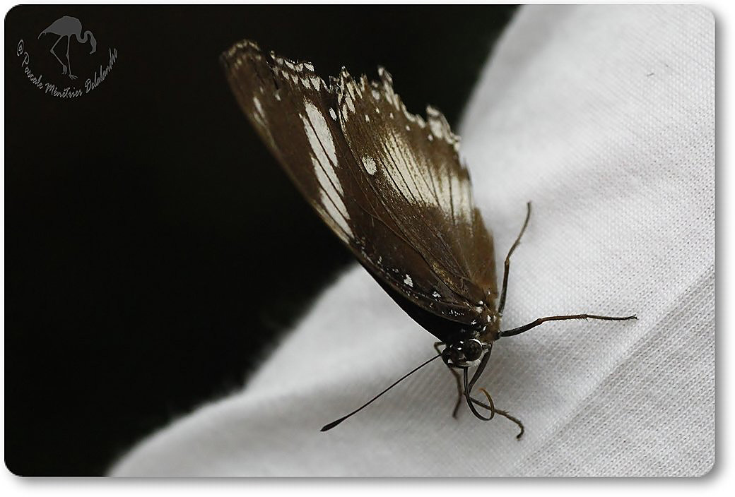 Chilasa clytia - Australie - Papilionidae