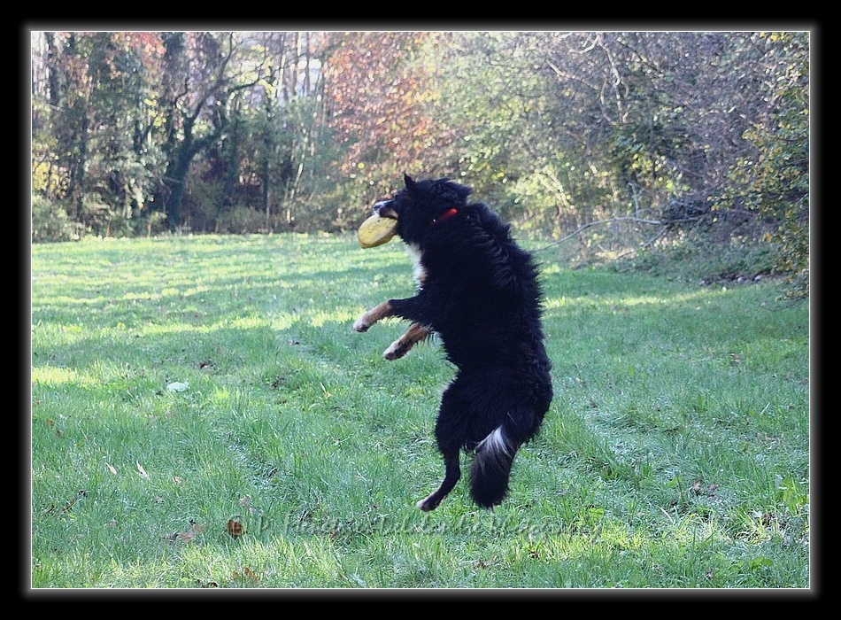 Apprentissage du Freezby-Dog...