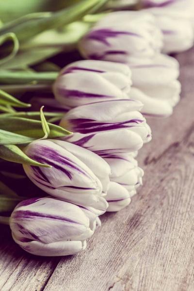 Tulipes