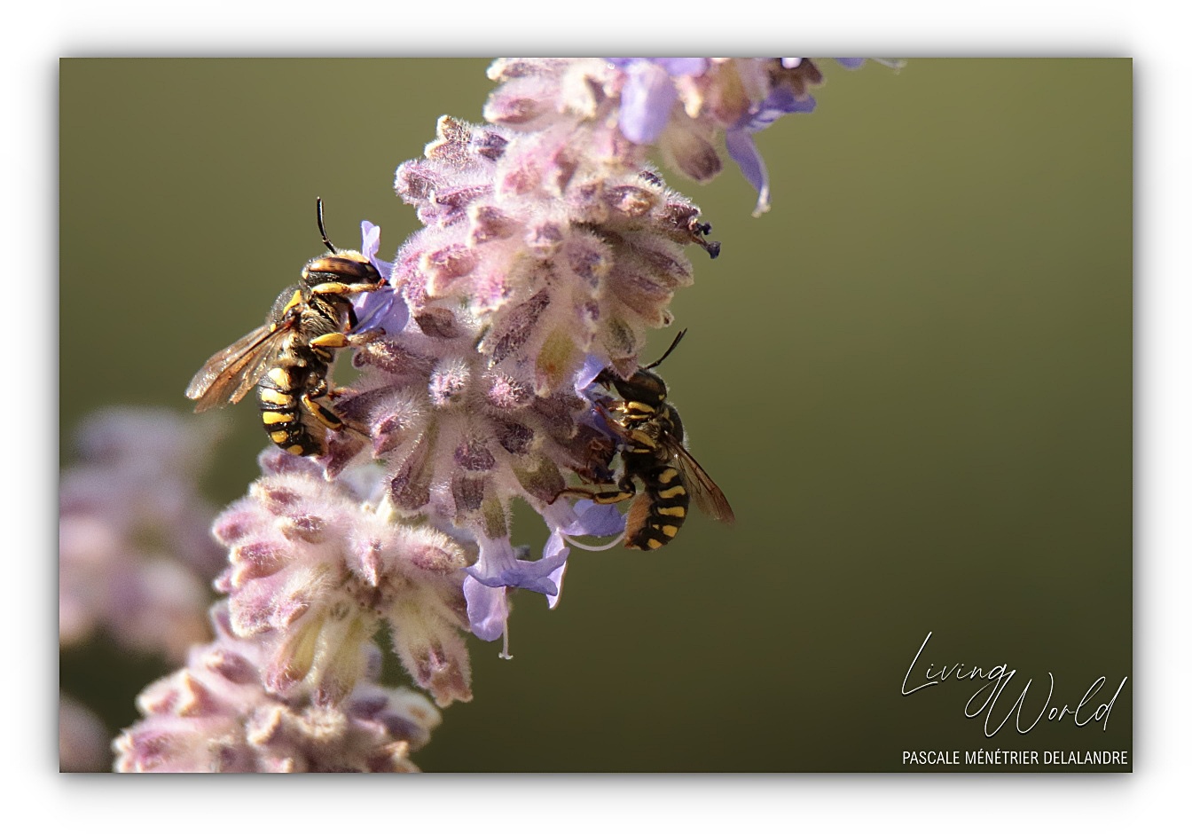 Anthidium florentinum (Mégachile)