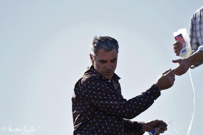 Taureaux de Camargue