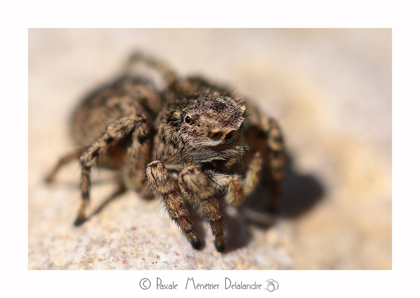 Saltique marqué ♀ - Aelurillus v-insignitus (Clerck, 1758)