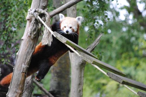 (16) Le Panda Roux.