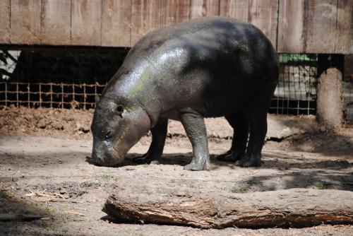 (2) L'hippopotame nain.