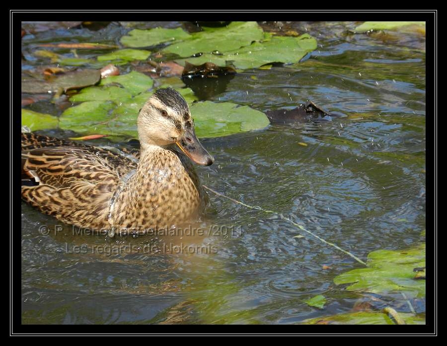 Nosh m'a offert un moment de jeux d'eau...