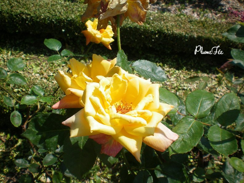 Image010.jpg